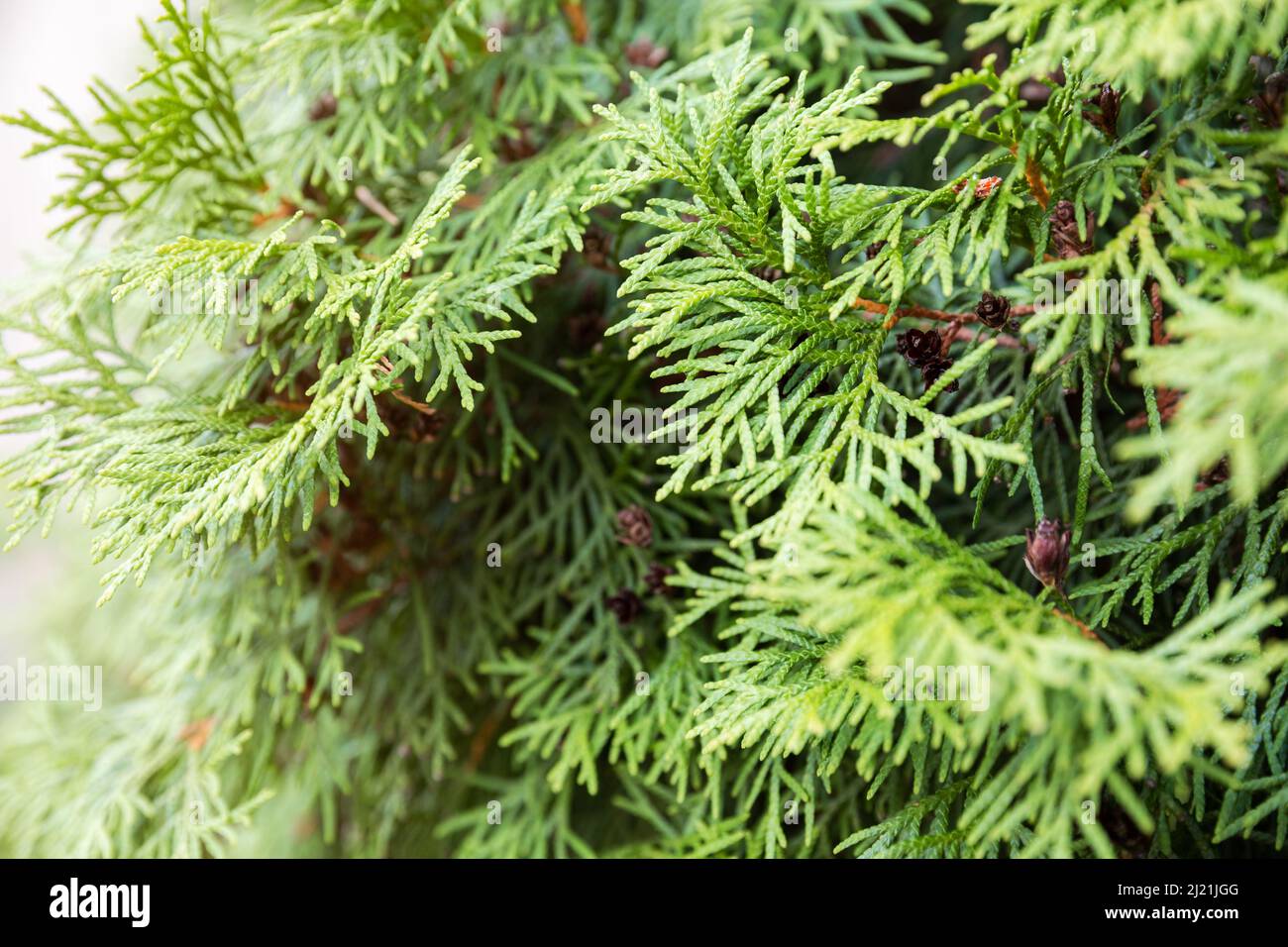 Thuja occidentalis branches avec des cônes gros plan Banque D'Images