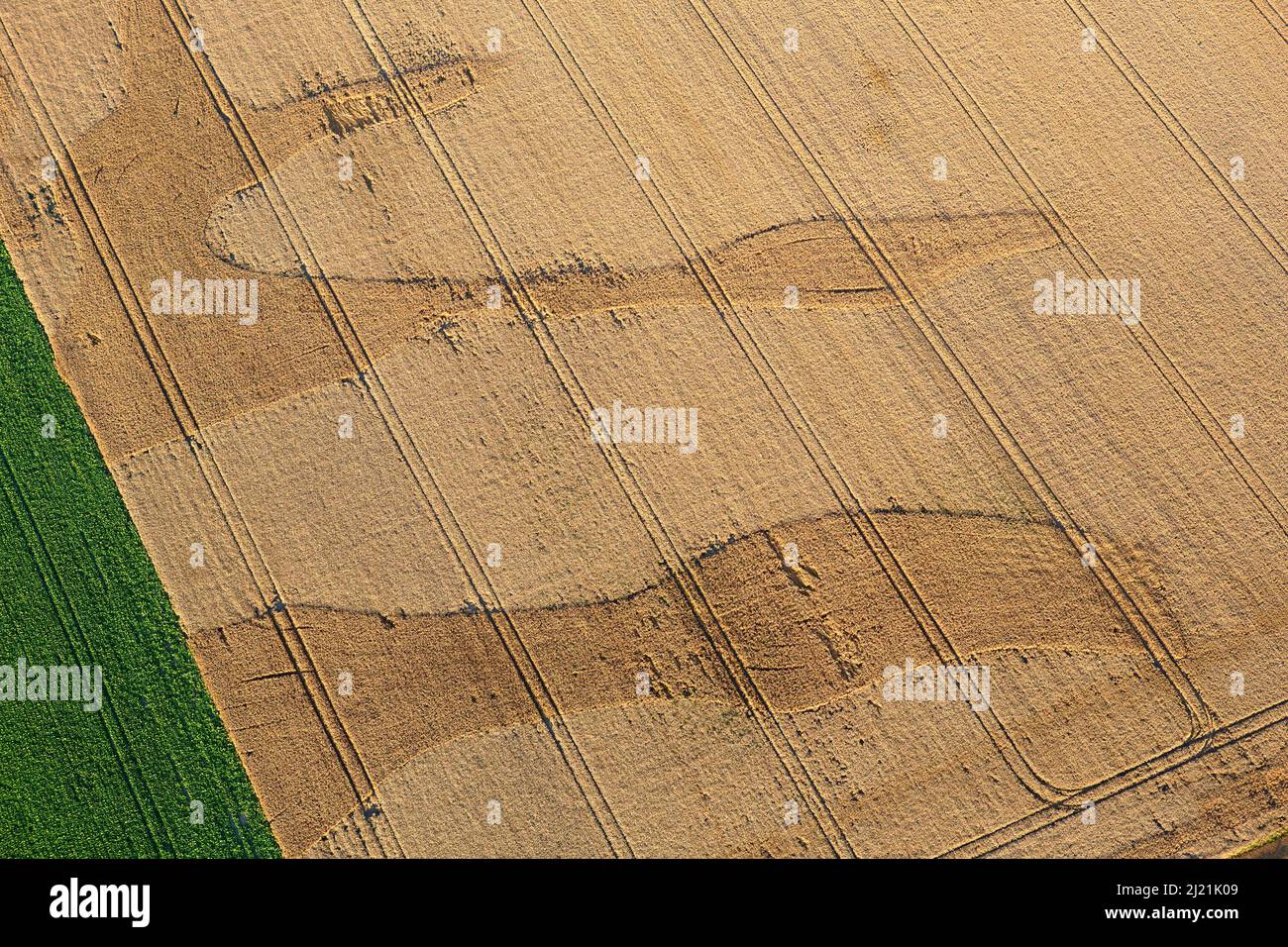 Céréales procumbentes dans un champ de céréales, Belgique, Flandre, Yzer Banque D'Images