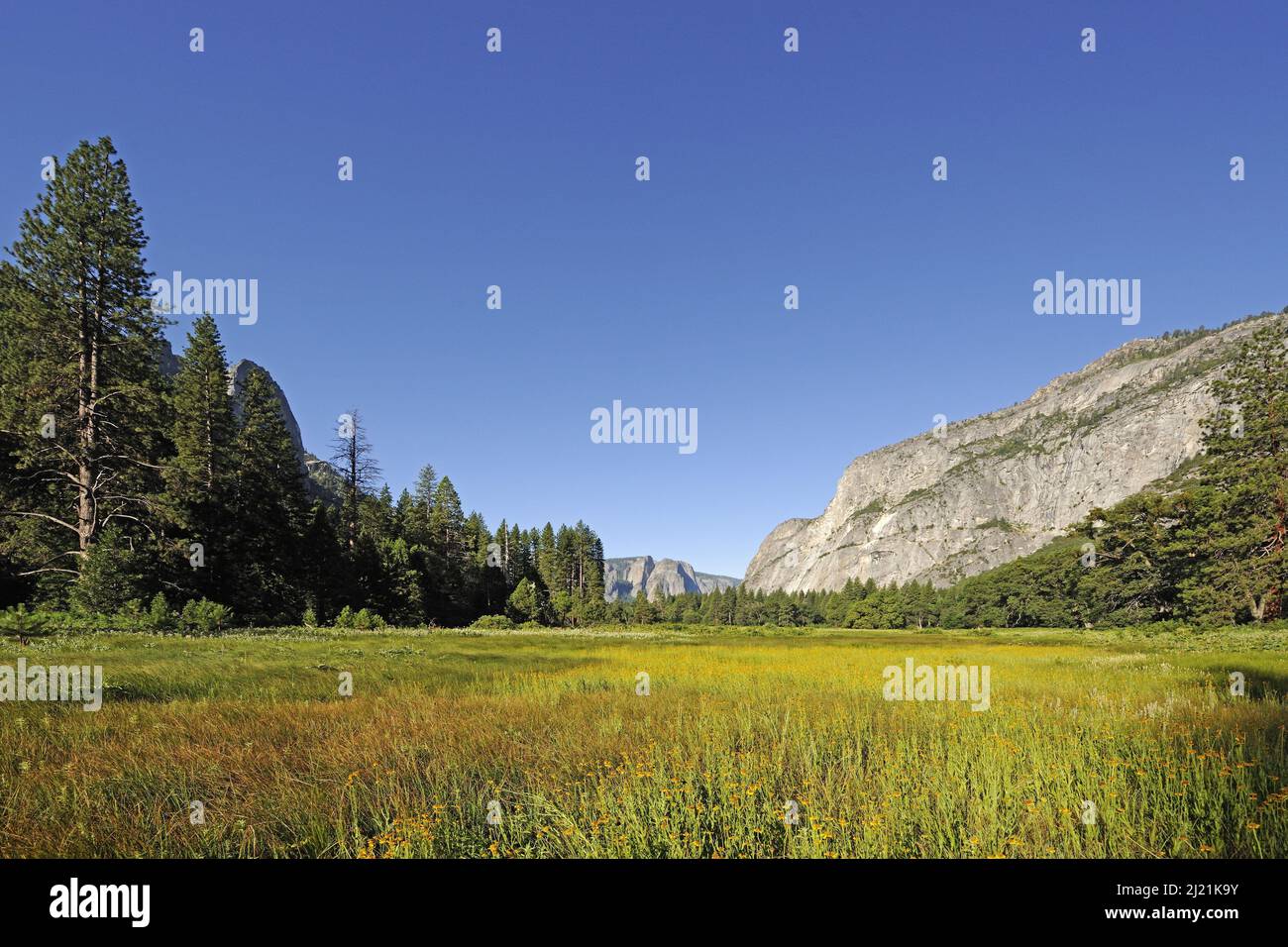 Zone humide à Tenaya Creek, États-Unis, Californie, parc national Yosemite Banque D'Images