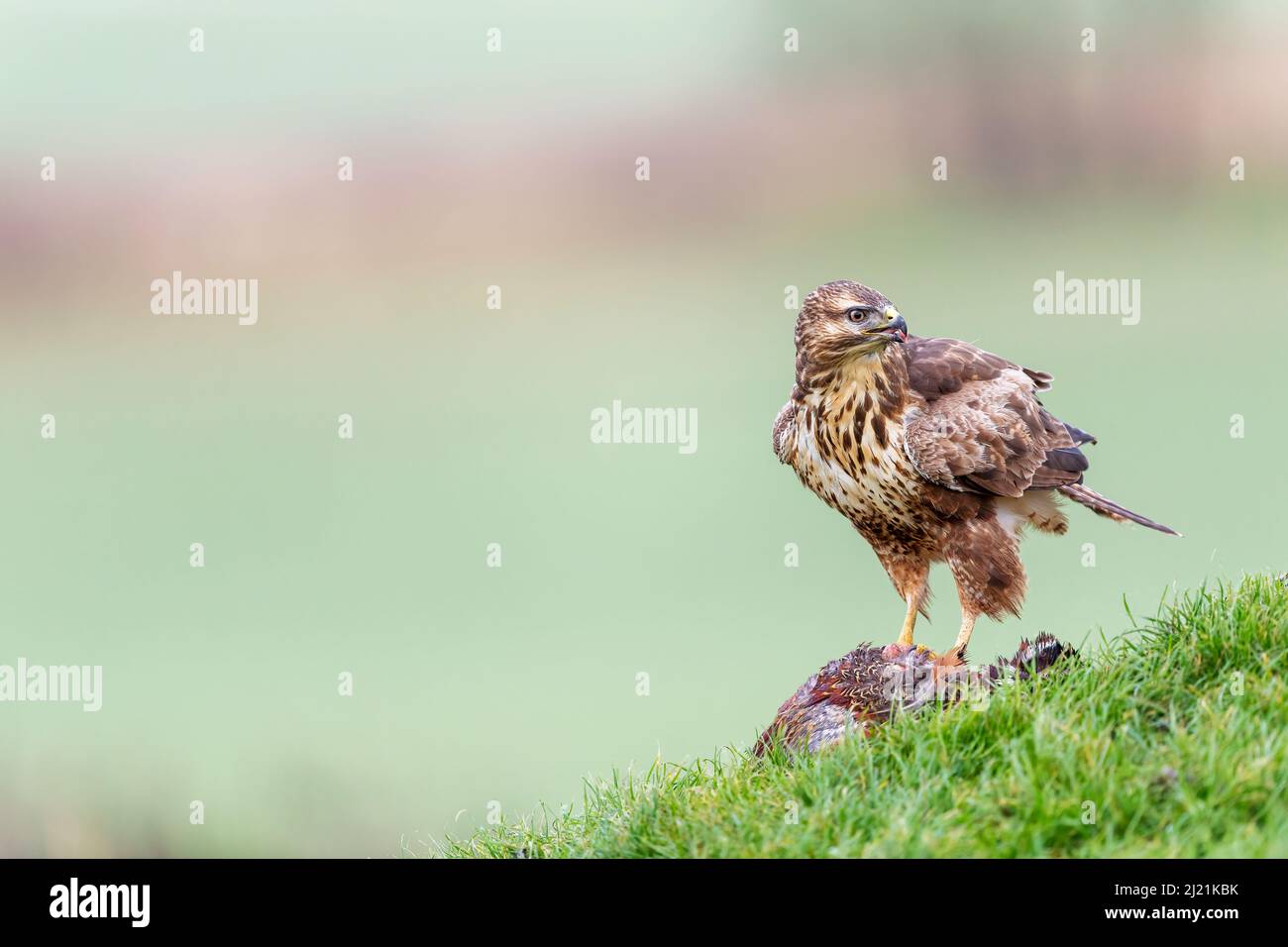 Buzzard, Buteo buteo, Marlborough Downs, près de Swindon, Wiltshire Banque D'Images