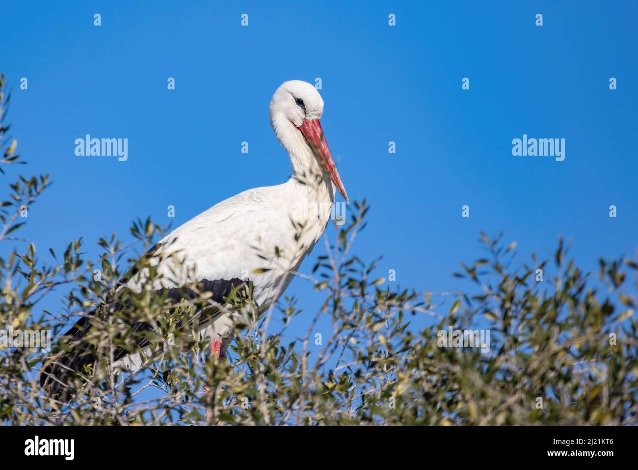 Ciconie blanche, Ciconia ciconia, dans le nid Banque D'Images