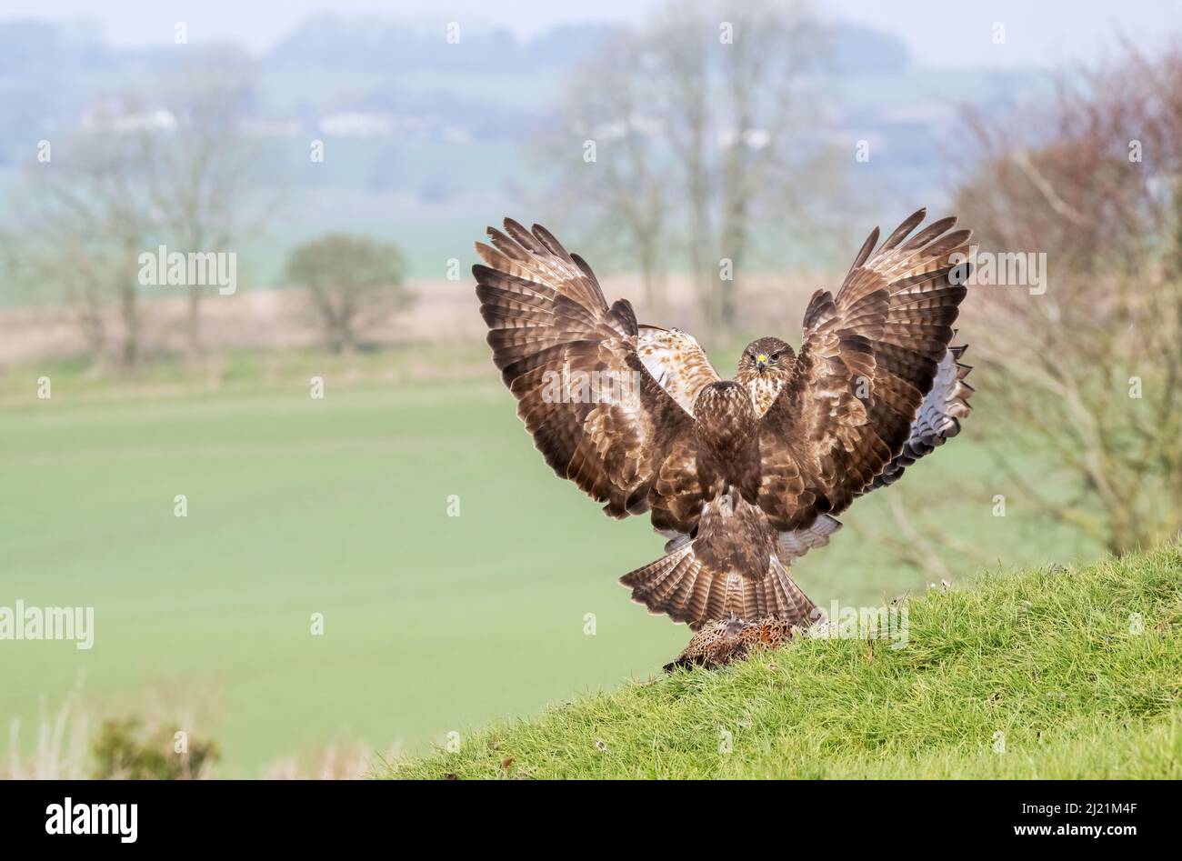 Buzzard, Buteo buteo, Marlborough Downs, près de Swindon, Wiltshire Banque D'Images