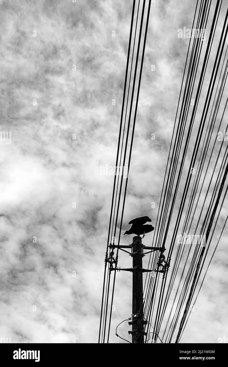 Goias, Goias, Brésil – 29 mars 2022 : un bourdonnement perché sur un poteau de puissance avec un ciel nuageux en arrière-plan. (Coragyps atratus) Noir et blanc. Banque D'Images