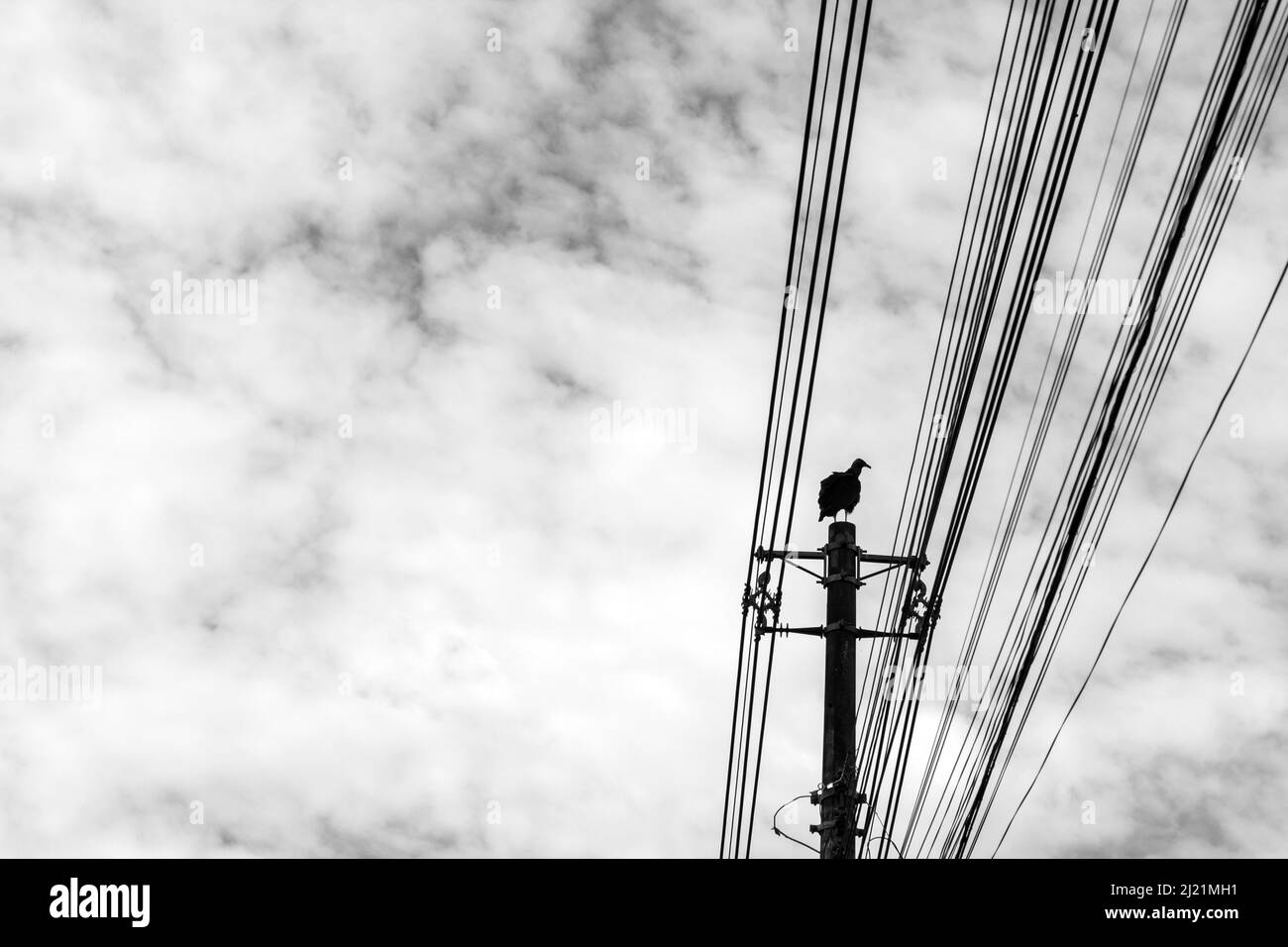 Goias, Goias, Brésil – 29 mars 2022 : un bourdonnement perché sur un poteau de puissance avec un ciel nuageux en arrière-plan. (Coragyps atratus) Noir et blanc. Banque D'Images