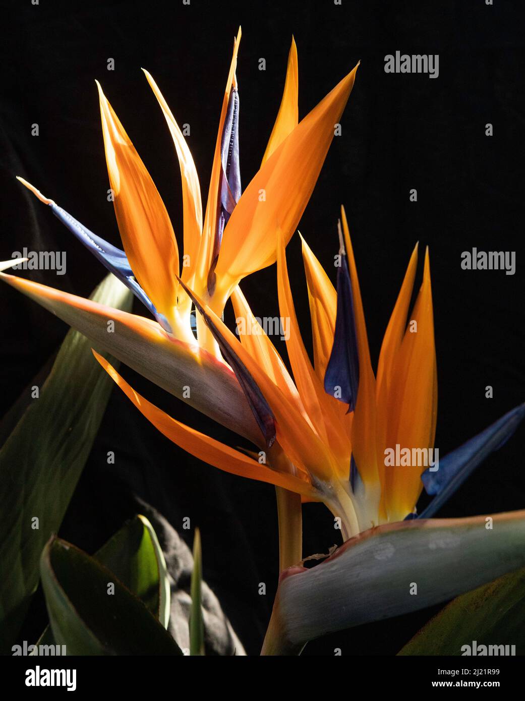 Oiseau de paradis fleur en pleine fleur, montrant des pétales d'orange et de bleu Banque D'Images