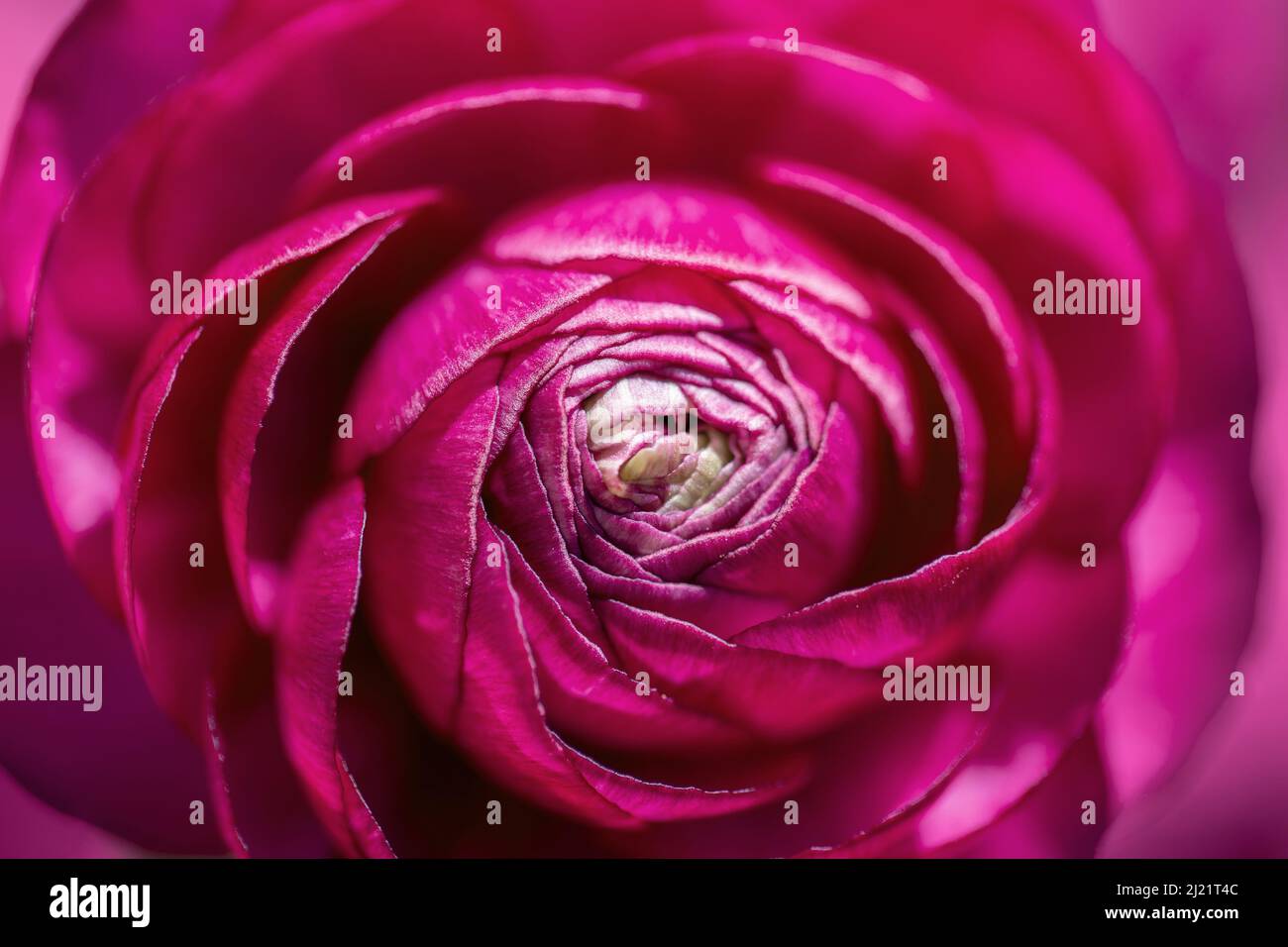 Vue de dessus d'une fleur de coupe de beurre rose vif, fond de printemps Banque D'Images