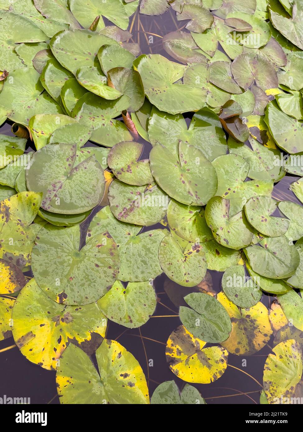 Les feuilles rondes de lilas d'eau couvrant la surface de l'étang de jardin. Banque D'Images