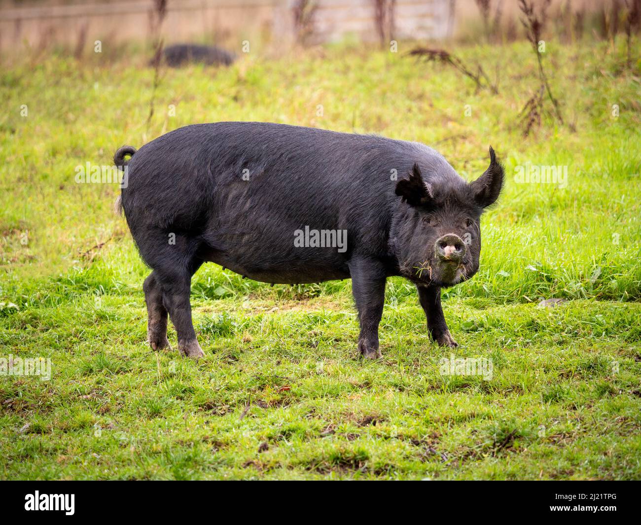 Vue latérale d'un cochon de Berkshire de race rare de couleur noire dans un champ britannique. Banque D'Images