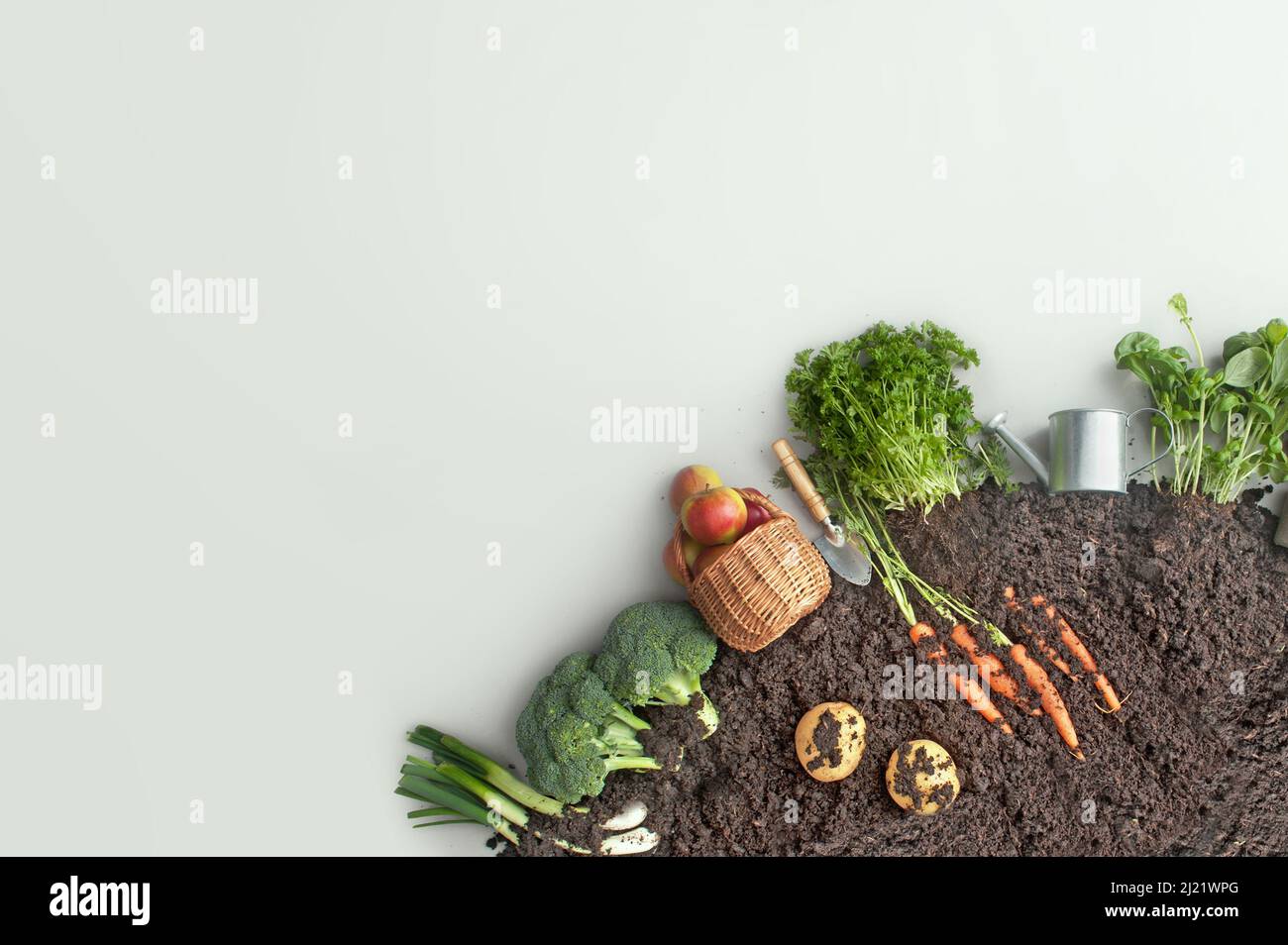 Fruits et légumes poussant dans le compost circulaire du jardin, y compris les carottes, les pommes de terre Banque D'Images