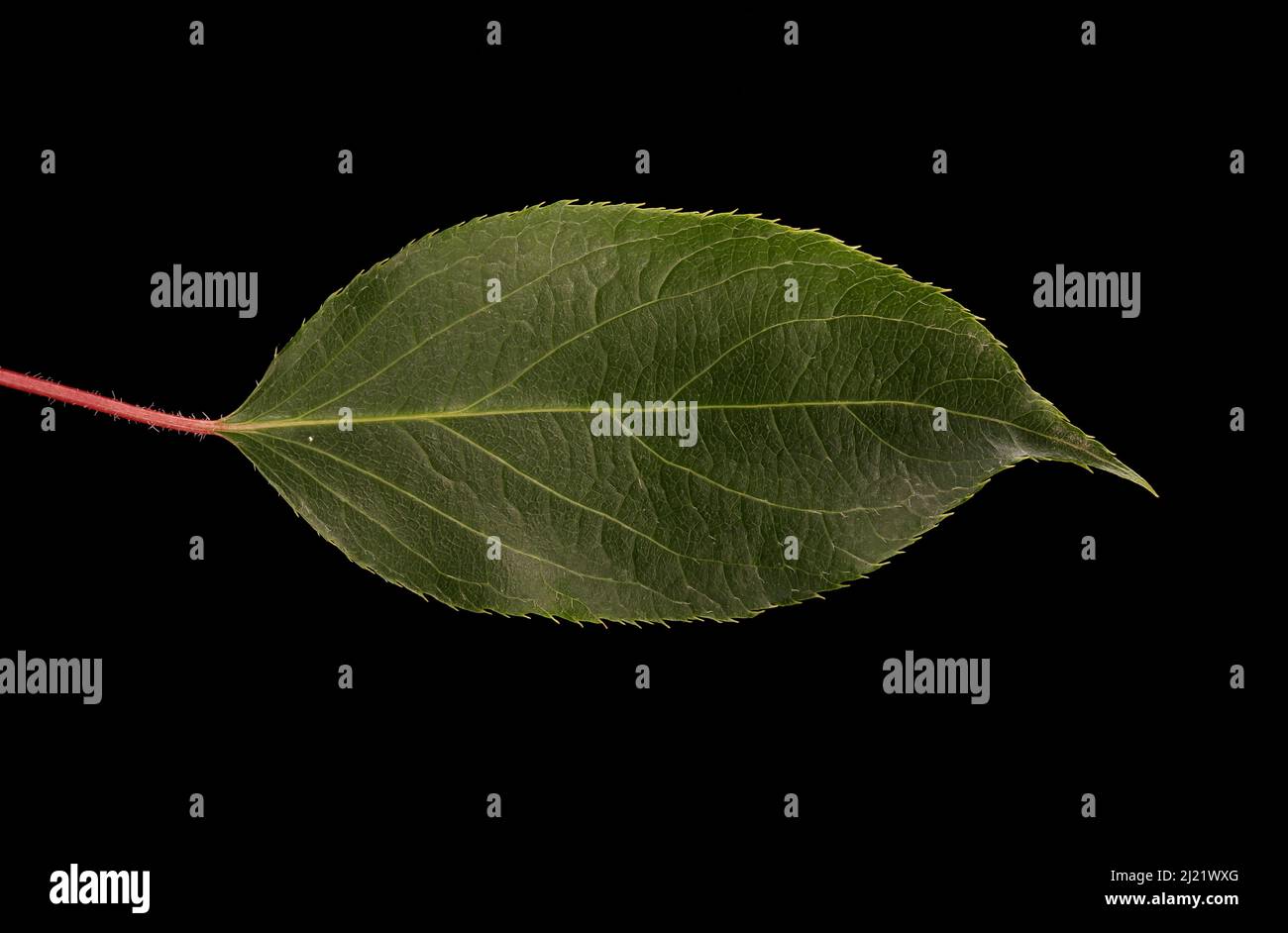 Hardy Kiwi (Actinidia arguta). Gros plan des lames Banque D'Images