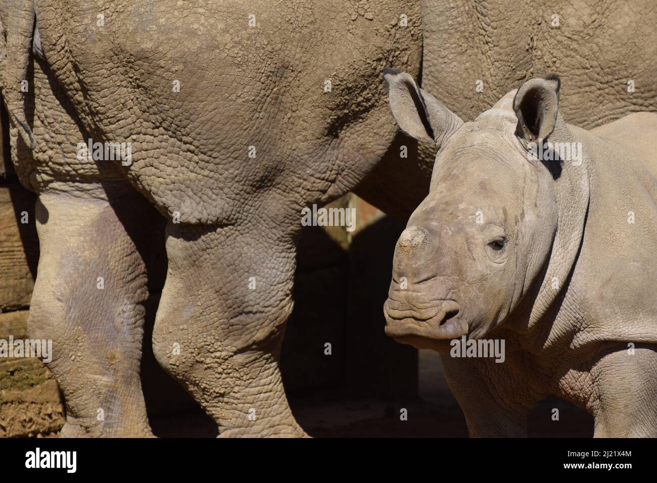 Un bébé rhinocéros blanc du sud né en captivité en 2022 dans le cadre du programme de reproduction des rhinocéros blancs en danger critique d'extinction dans la nature Banque D'Images