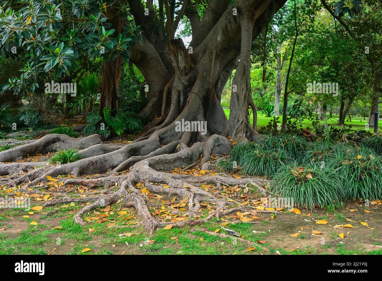 Ficus tropical avec racines dans le jardin botanique Banque D'Images