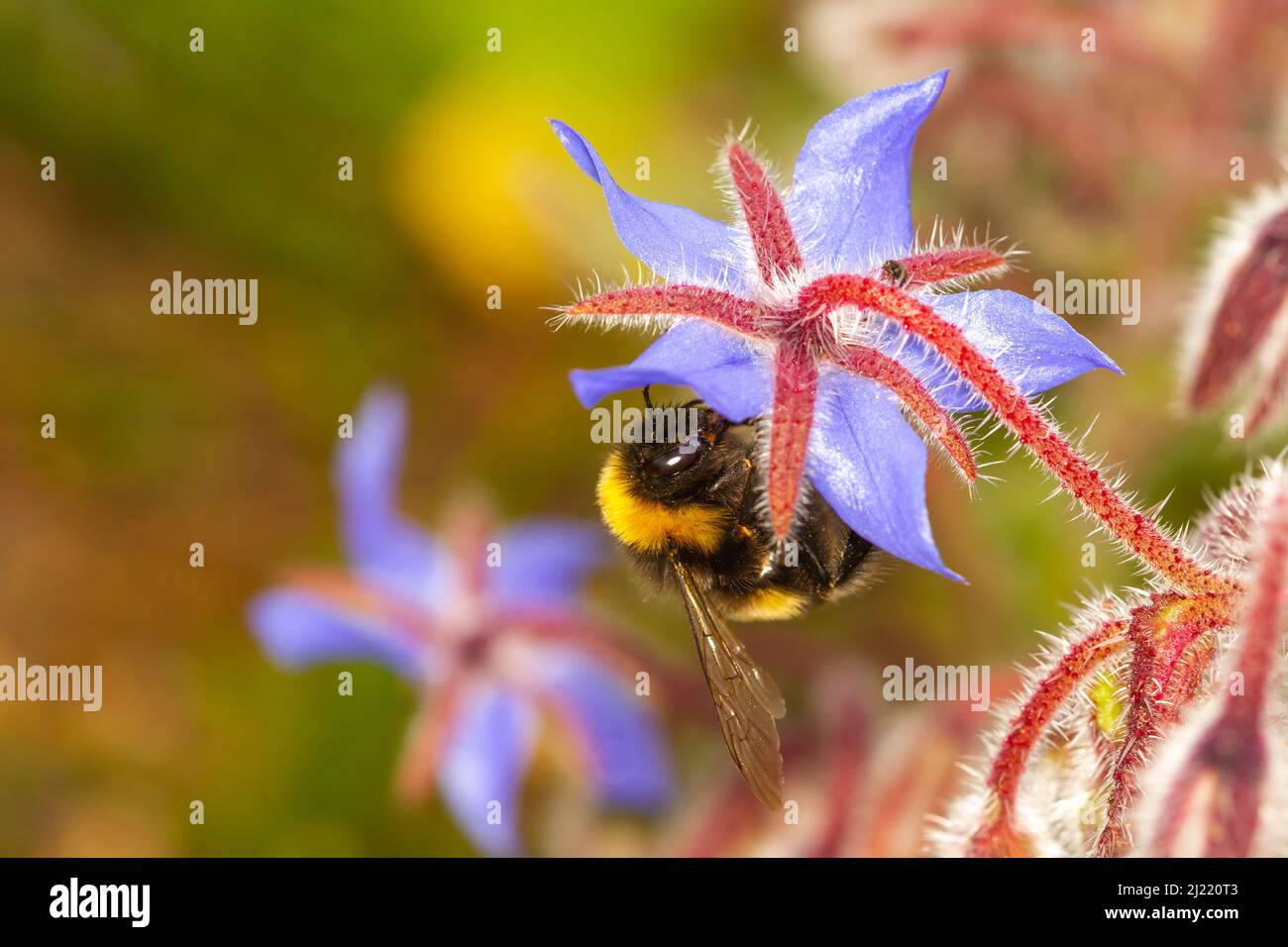 Bomblebee à queue de buffle (Bombus terrestris) prenant le nectar de Borago officinalis, concept entomologique. Banque D'Images