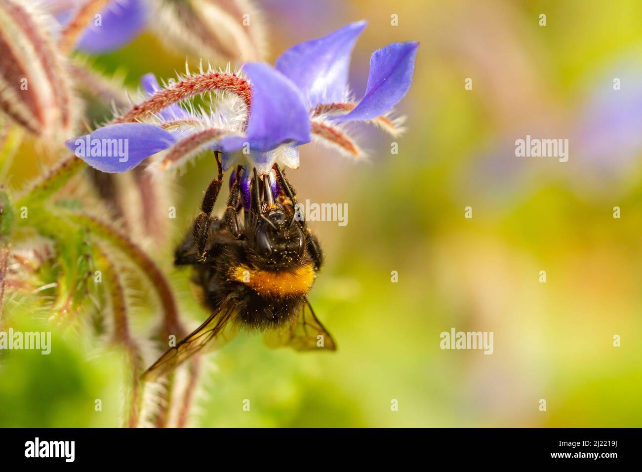 Bomblebee à queue de buffle (Bombus terrestris) prenant le nectar de Borago officinalis, concept entomologique. Banque D'Images