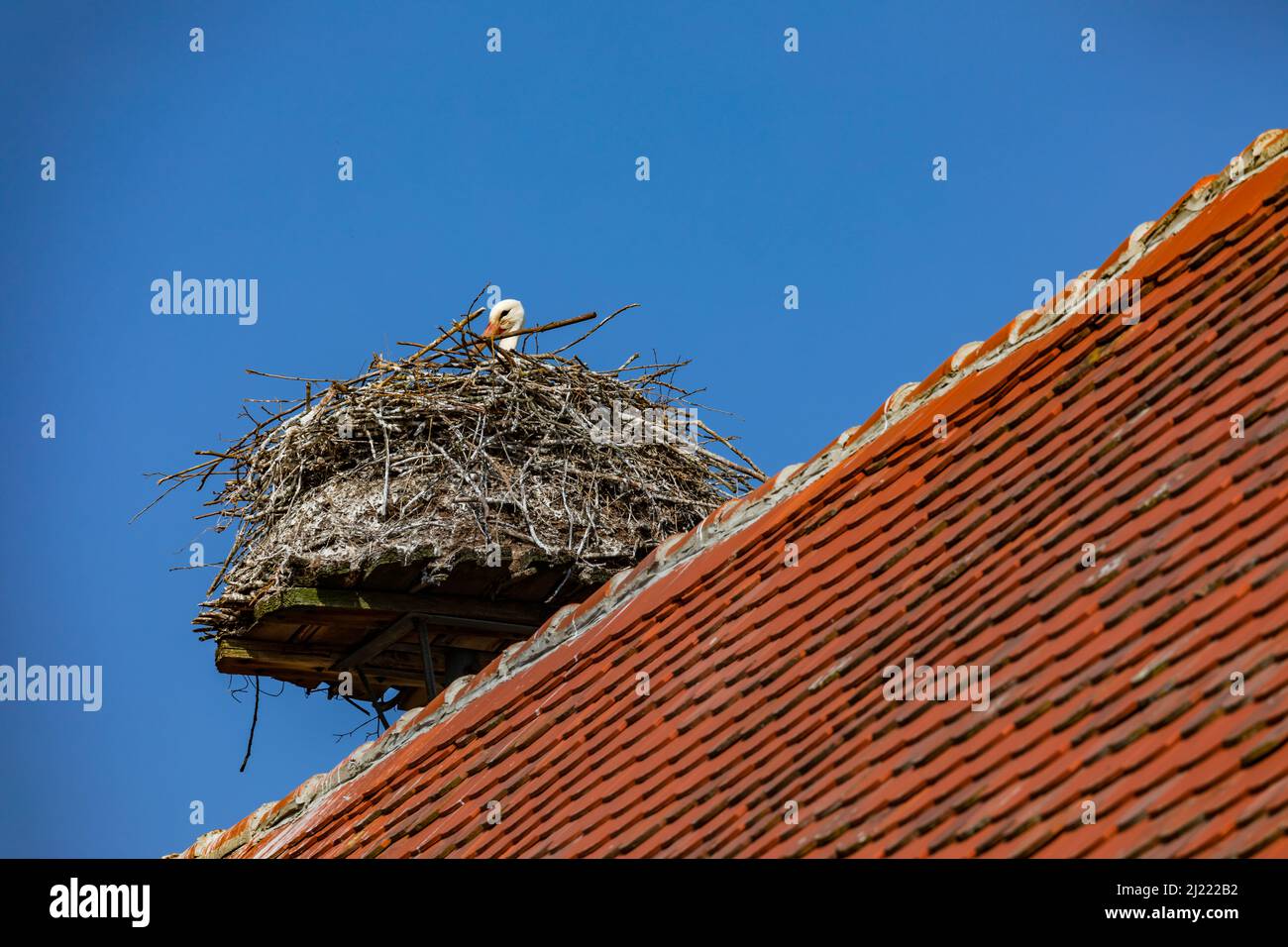 Un nid de cigognes avec un cigognes comme une eyrie au printemps sur un toit avec des tuiles rouges Banque D'Images