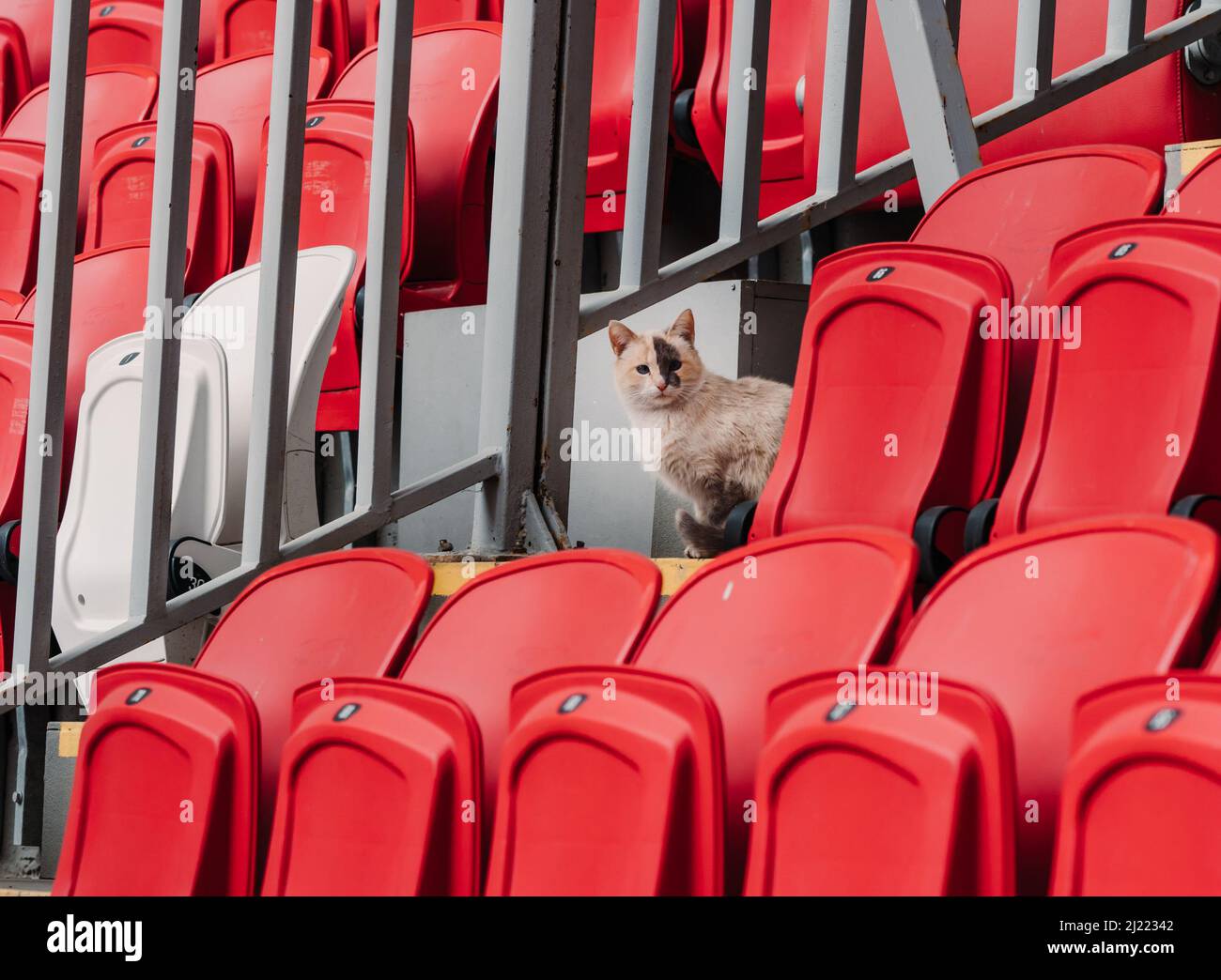 Un beau chat dans un stade de football. Le chat est un fan de sport. Banque D'Images