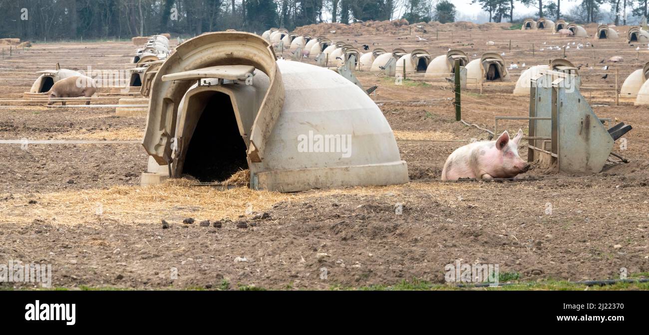 Panorama d'un grand champ avec beaucoup de gousses de porc avec un au premier plan et un cochon au repos Banque D'Images