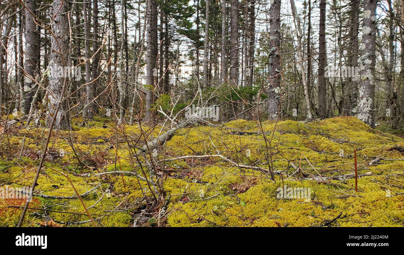 La vue de l'herbe verte jaunâtre sur le fond des arbres. Banque D'Images La vue de l'herbe verte jaunâtre sur le fond des arbres. Banque D'Images