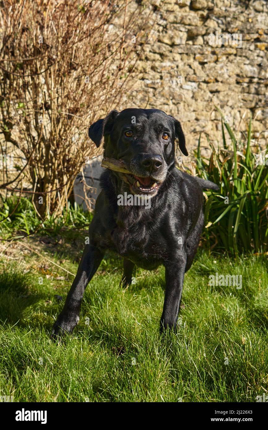 Labrador noir espiègle Banque D'Images
