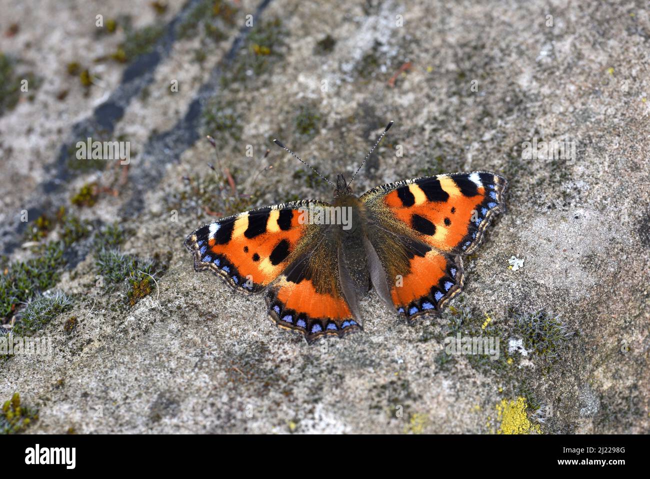 Petit Tortoiseshell Butterfly (Aglias urticae) bains de soleil sur le rocher, Herefordshire, Angleterre, août Banque D'Images