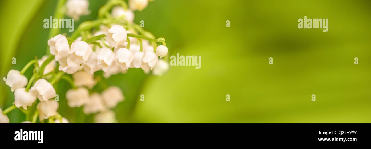 Lily de la vallée fleur de gros plan, vert nature panoramique fond. 1er mai, bannière Web du jour de mai Banque D'Images