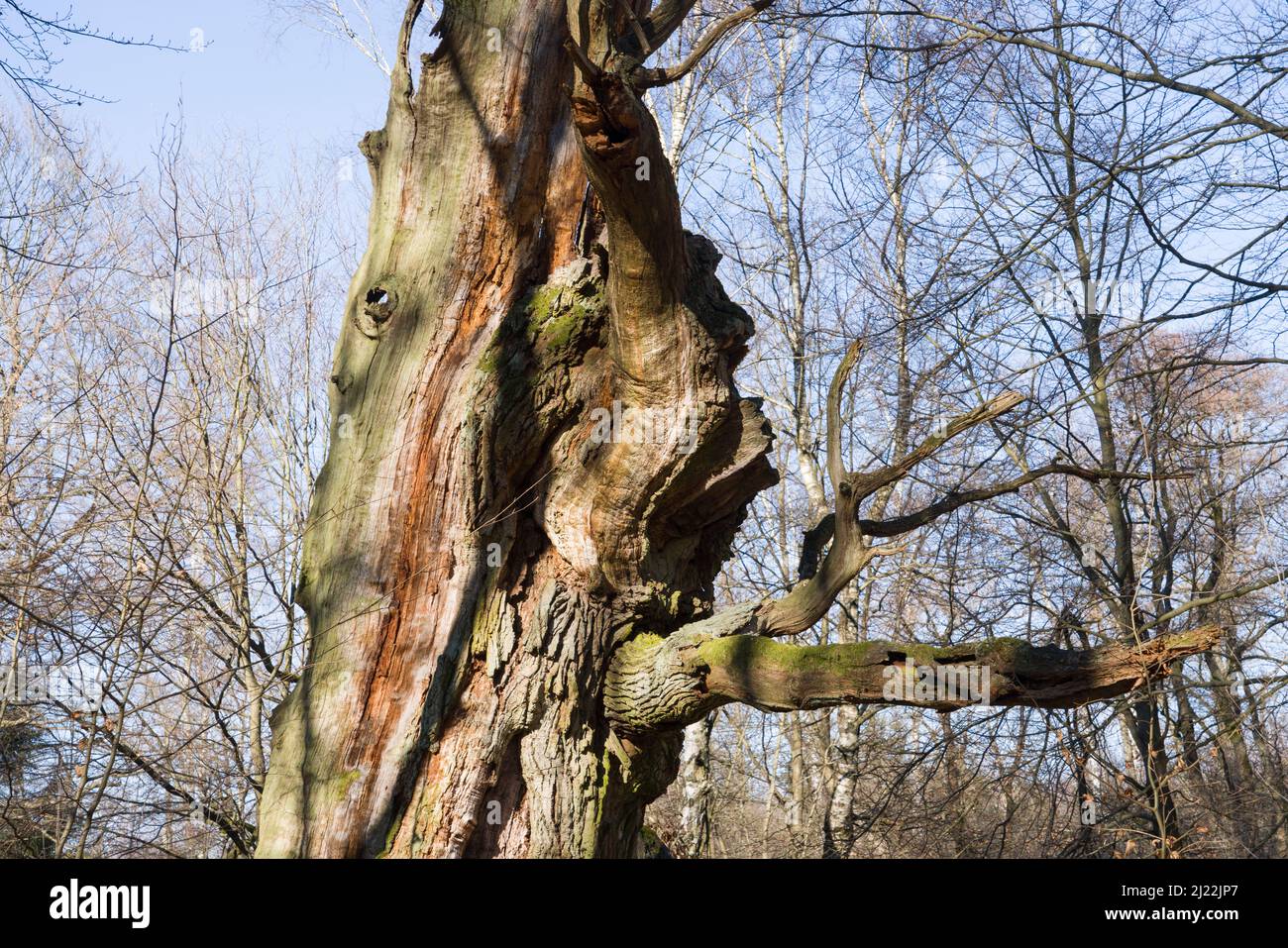 Vieux chêne, ressemble à un animal, forêt primitive Urwald Sababurg, Hofgeismar, Weser Uplands, Weserbergland, Hesse, Allemagne Banque D'Images