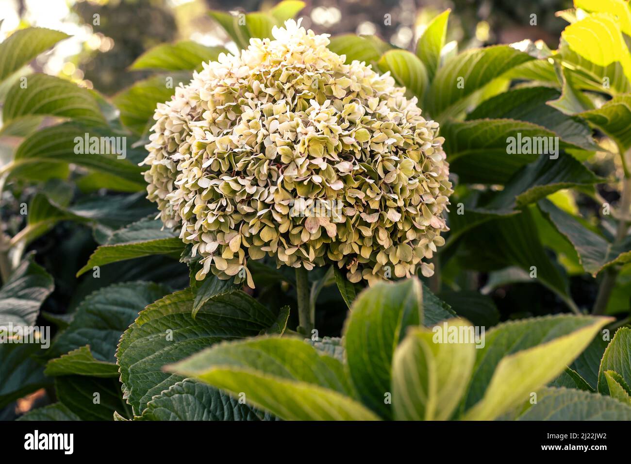 vue sur le bouquet d'hortensia vert dans un jardin au printemps Banque D'Images