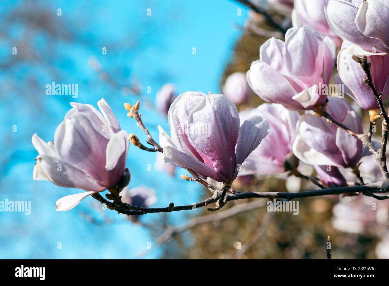 délicates fleurs de magnolia rose sur fond bleu Banque D'Images