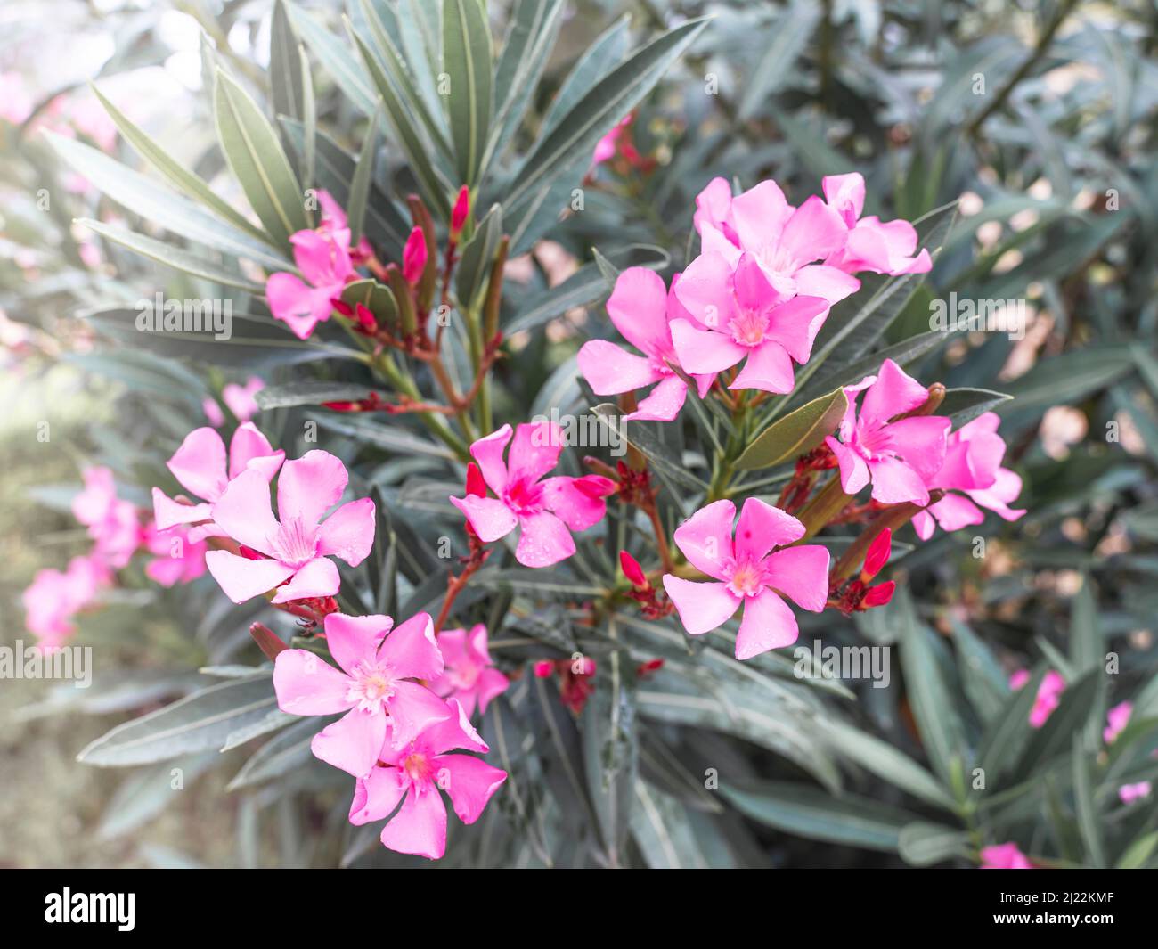 Fleurs décoratives roses à l'extérieur. Concept de carte de vœux. Banque D'Images