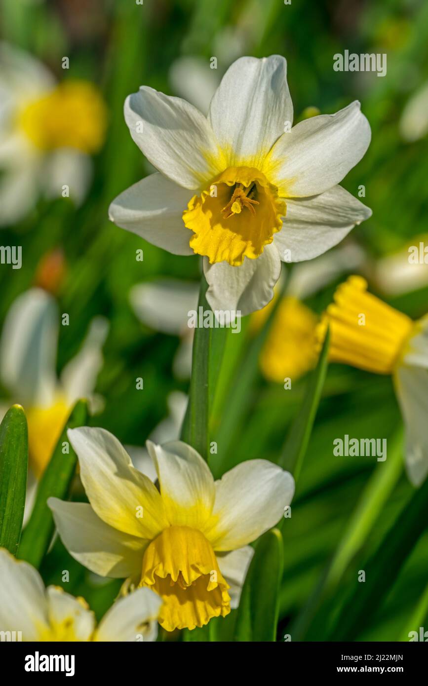 Gros plan du cultivar de jonquilles blanc Narcisse cyclamineus Jack Snipe avec corona jaune centrale en fleur au printemps Banque D'Images