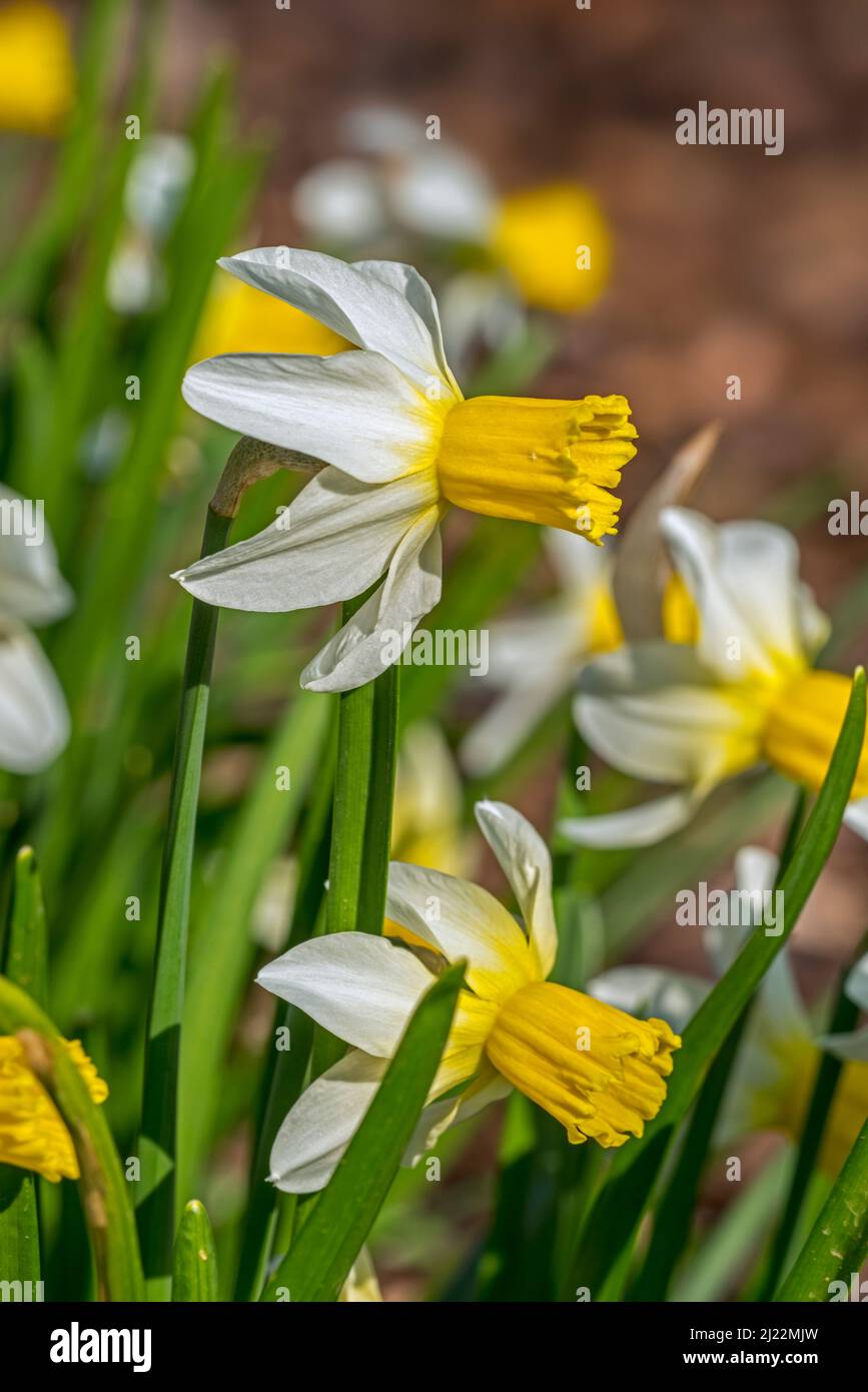 Gros plan du cultivar de jonquilles blanc Narcisse cyclamineus Jack Snipe avec corona jaune centrale en fleur au printemps Banque D'Images