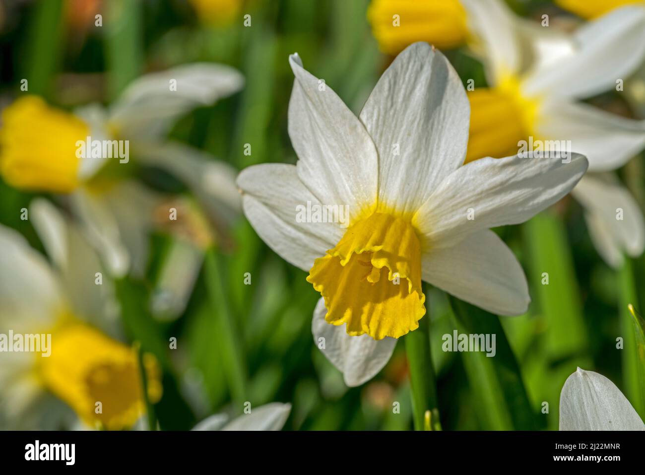 Gros plan du cultivar de jonquilles blanc Narcisse cyclamineus Jack Snipe avec corona jaune centrale en fleur au printemps Banque D'Images