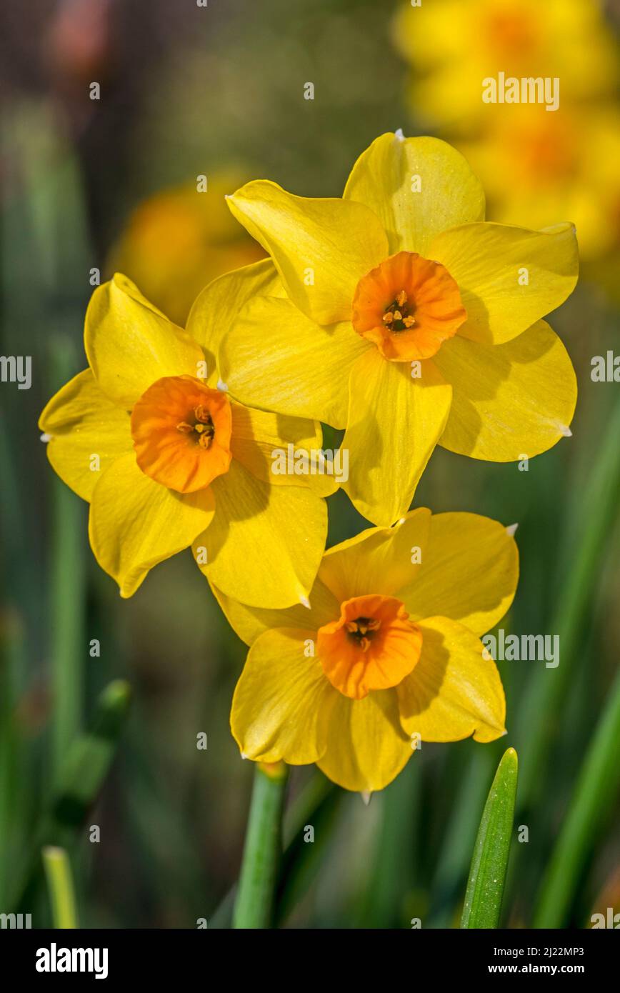 Gros plan du cultivar de jonquille jaune Narcisse cyclamineus Aube dorée avec un corona orange centrale en fleur au printemps Banque D'Images