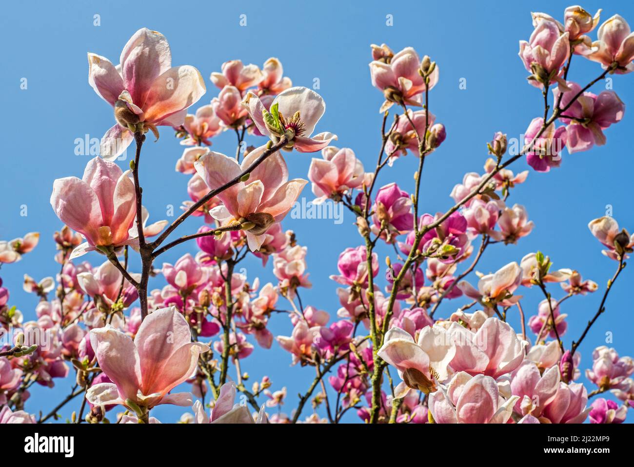 Floraison Rose clair / Magnolia veitchii haricot, hybride entre M. campbellii et M. denudata montrant des fleurs roses au printemps Banque D'Images