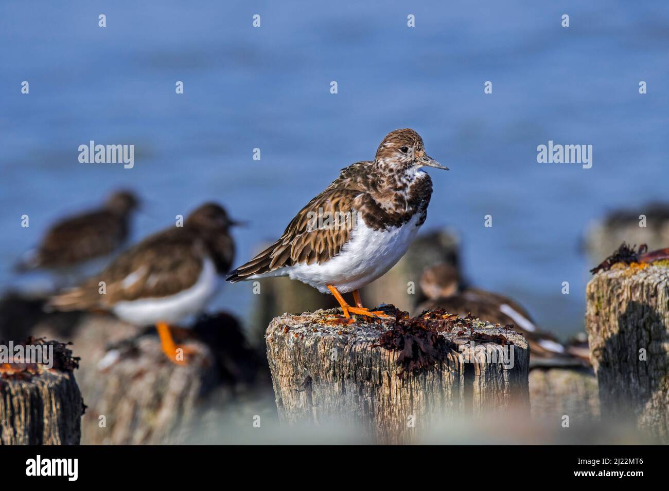 Ruddy turnstone (interprétation d'Arenaria) dans un plumage non reproductif perché sur une groyne en bois / brise-lames le long de la côte de la mer du Nord à la fin de l'hiver / au début du printemps Banque D'Images