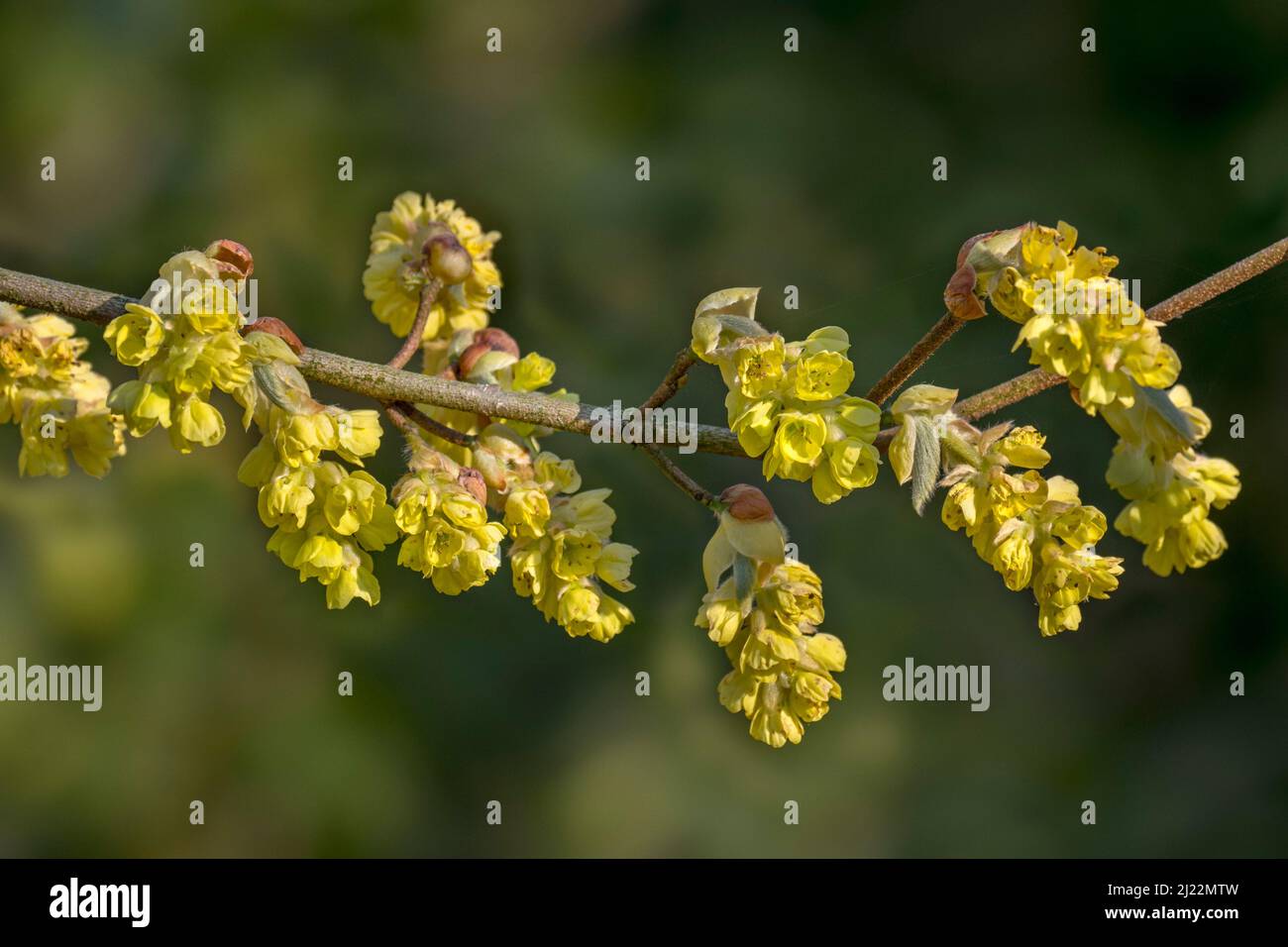 Gros plan de la branche avec des fleurs jaunes de noisette d'hiver (Corylopsis glabrescens) en pleine floraison, originaire du Japon et de la Corée Banque D'Images