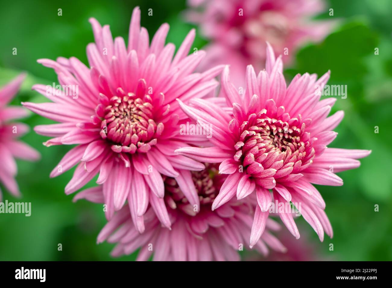 Bouquet de fleurs de chrysanthème rose et bouts blancs sur leurs pétales. Motif chrysanthème dans le parc de fleurs. Grappe de fleurs de chrysanthème rose violet Banque D'Images