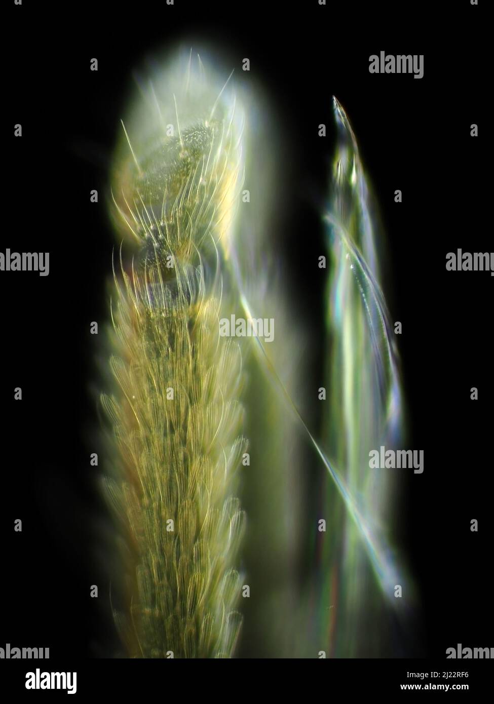 Parties de bouche de moustique sous le microscope, micrographie de fond sombre Banque D'Images