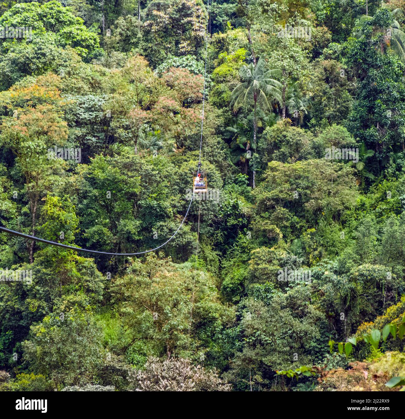 Sumaco Galeras, Equador - 29 avril 2014 : l'homme traverse le Rio Mindo avec un pont de corde à Sumaco Galeras. La rivière Mindo traverse une forêt tropicale Banque D'Images