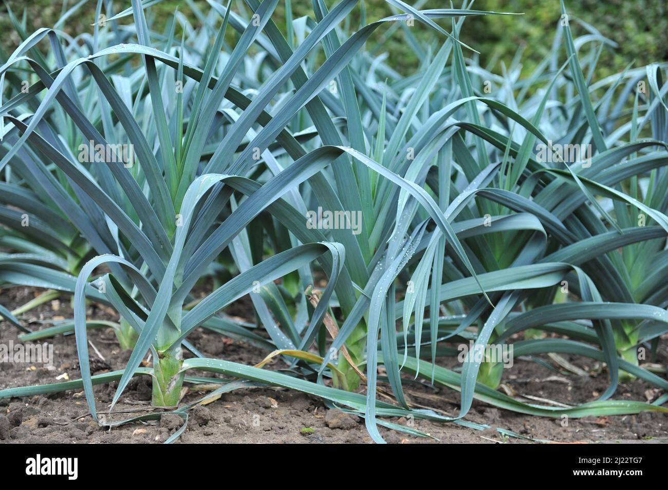 Le poireau (Allium porrum) pousse dans un lit de briques surélevé dans un potager en septembre Banque D'Images