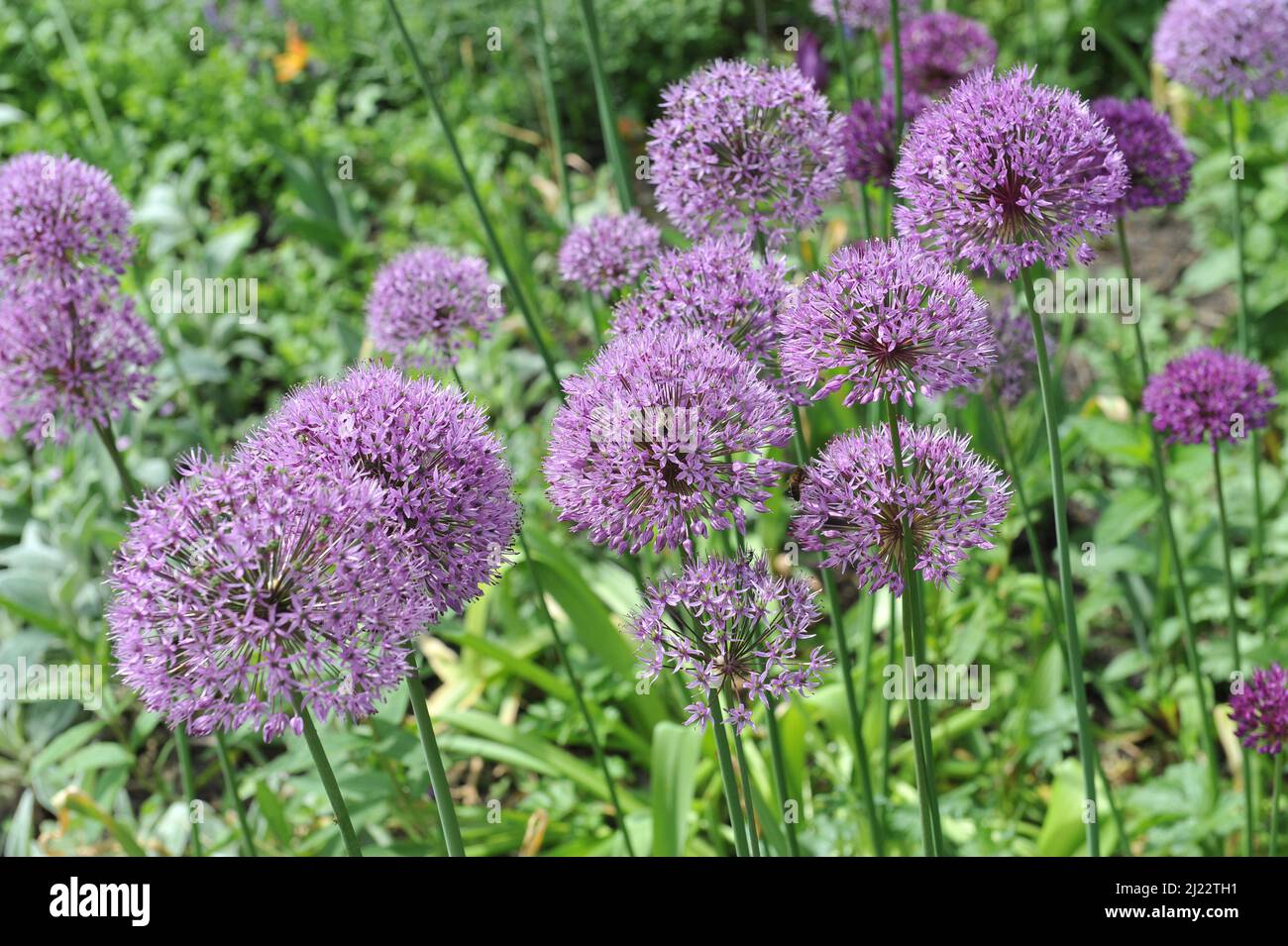 Ail hollandais (Allium hollandicum) la sensation pourpre fleurit dans un jardin en mai Banque D'Images