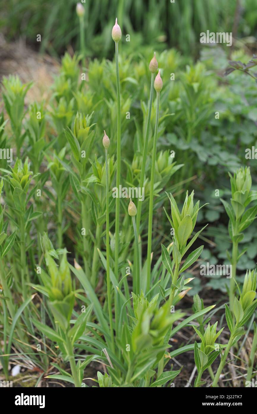 Ail hollandais (Allium hollandicum) la sensation pourpre fleurit dans un jardin en avril Banque D'Images