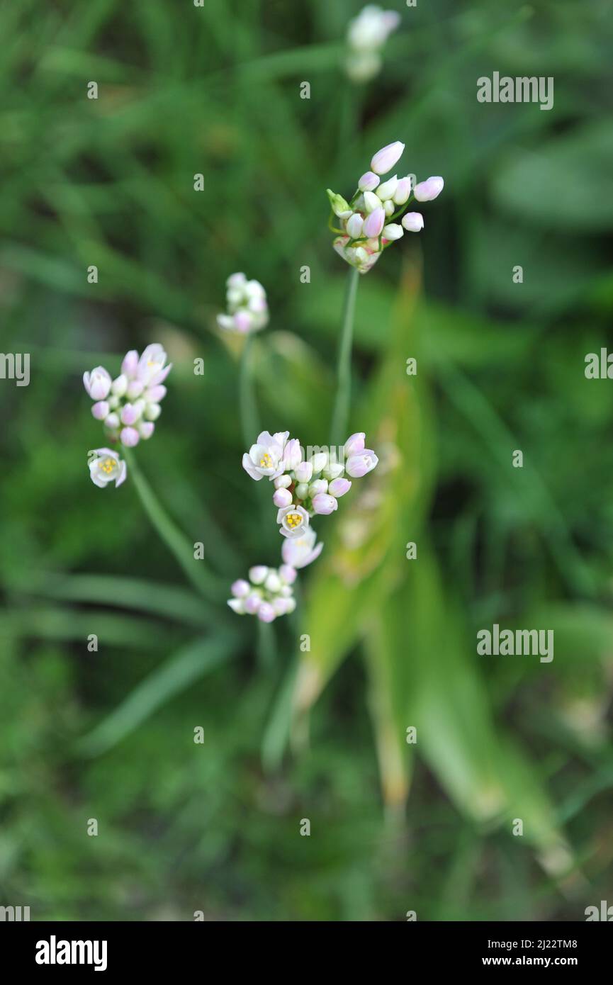 L'ail à fleurs de rose (Allium roseum) fleurit dans un jardin en mai Banque D'Images