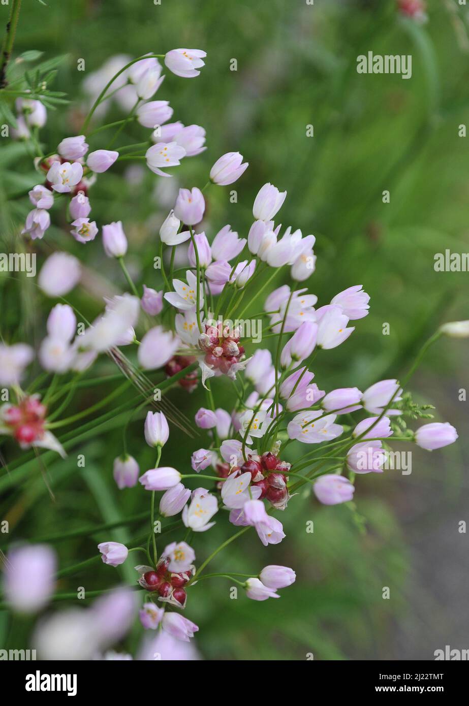L'ail à fleurs de rose (Allium roseum) fleurit dans un jardin en mai Banque D'Images