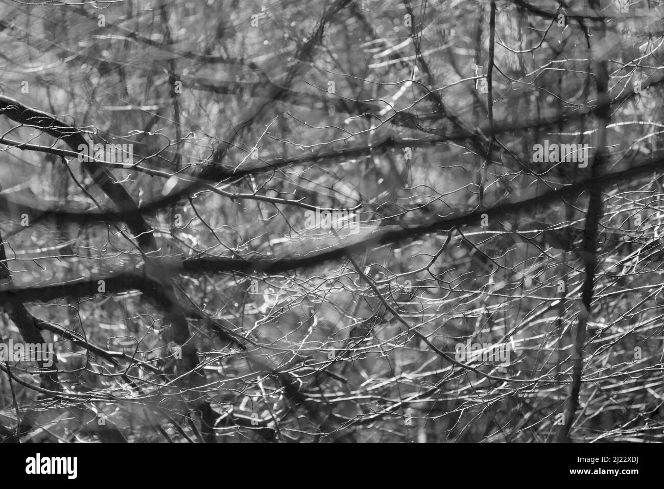 Détails, forêt vierge Urwald Sababurg, Warburg, Weser Uplands, Thuringe, Hesse, Allemagne Banque D'Images