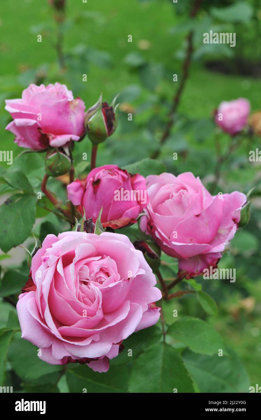 Rose hybride thé rose (Rosa) sœur Emmanuelle fleurit dans un jardin en juin Banque D'Images
