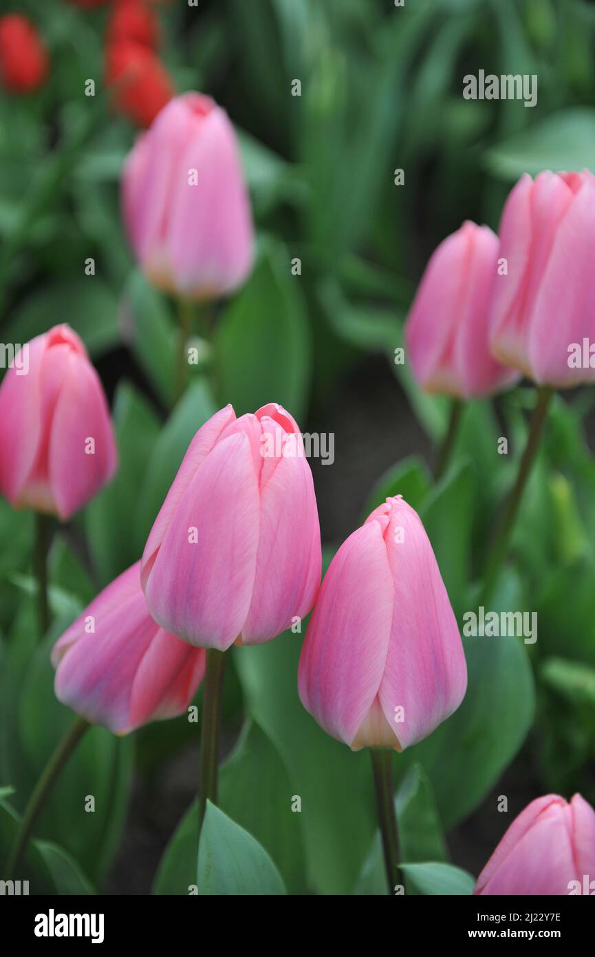 Tulipes hybrides Darwin (Tulipa) fleurs de lumière et de rêve dans un jardin en avril Banque D'Images