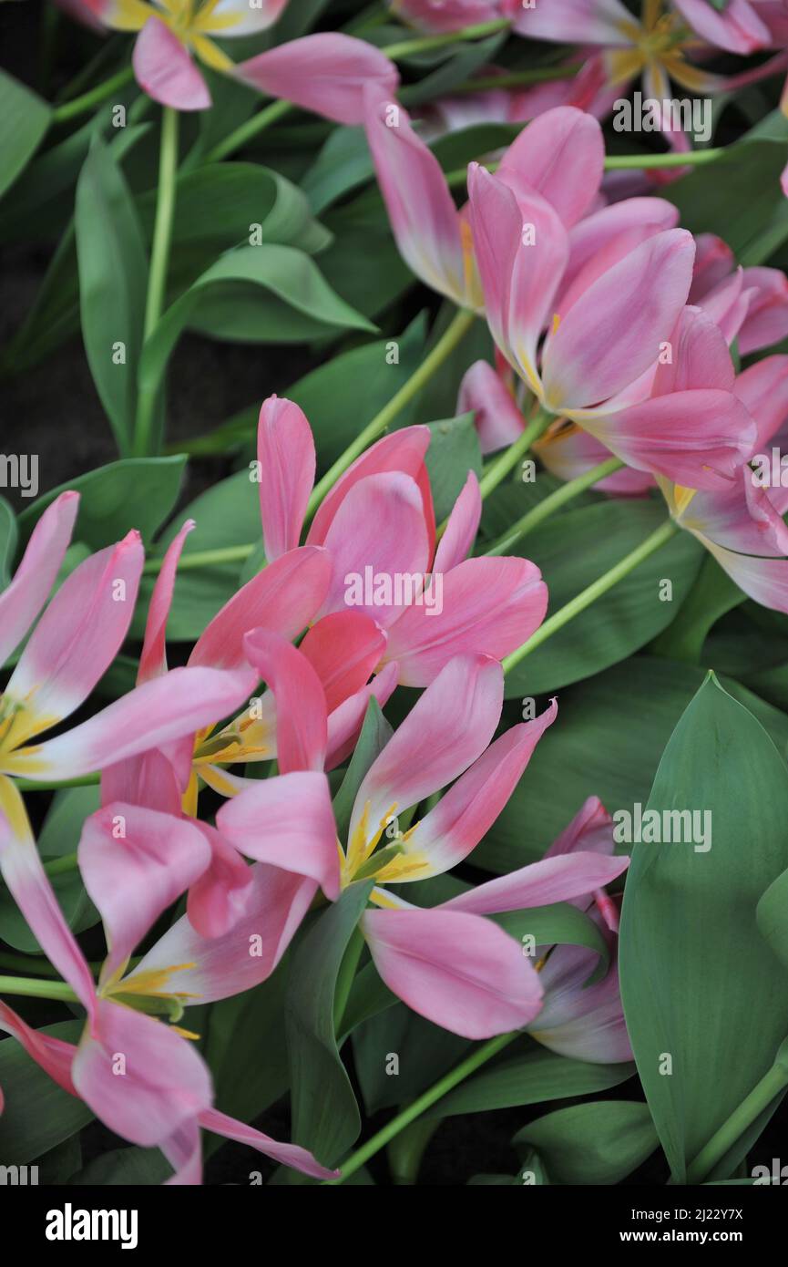 Tulipes hybrides Darwin (Tulipa) fleurs de lumière et de rêve dans un jardin en avril Banque D'Images