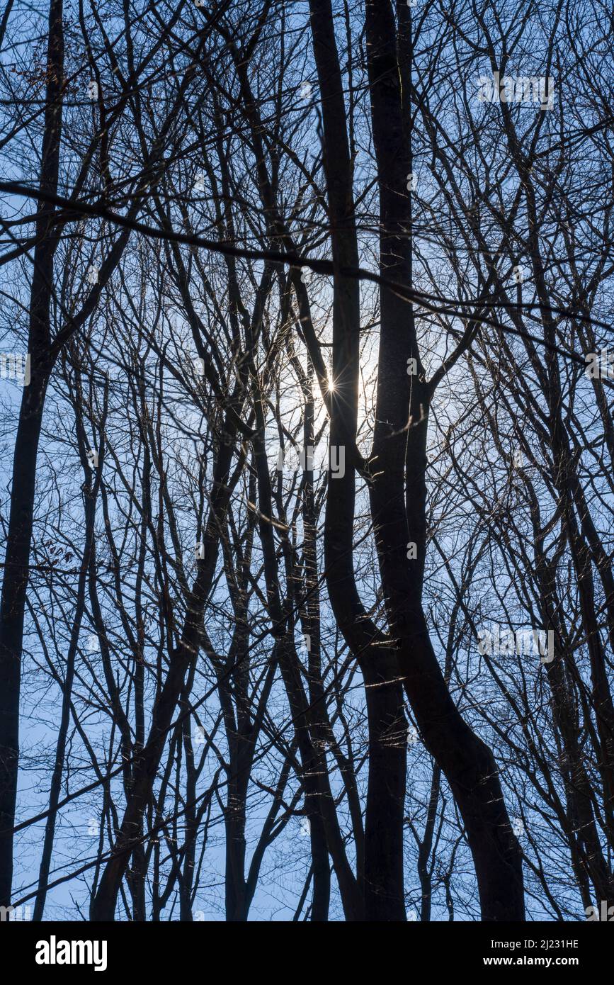 Forêt vierge Urwald Sababurg, Warburg, Weser Uplands, Thuringe, Hesse, Allemagne Banque D'Images