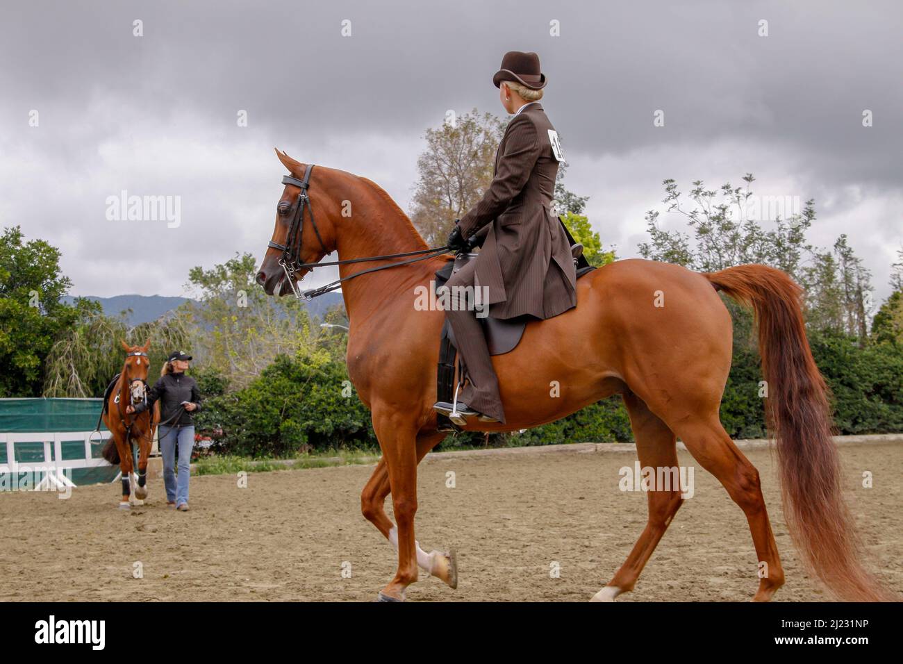 Cheval arabe et cavalier Banque D'Images